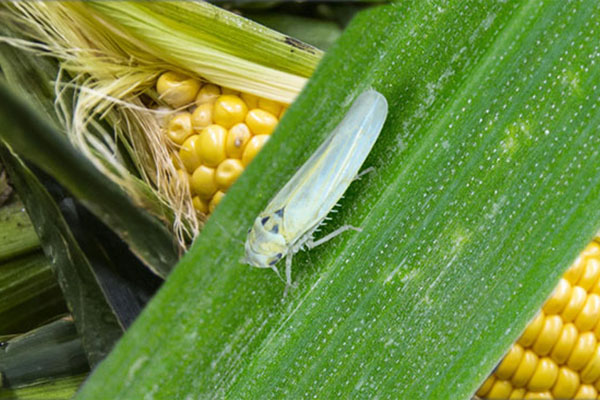 chicharrita-cultivo-maiz-plaga Un escenario no para preocuparse, pero sí para ocuparse