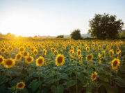 Girasol en la zona Núcleo: ¿llegó para quedarse? Balance de la campaña girasolera 2025/26: producción récord y flujos logísticos en Argentina
