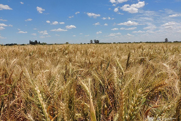 trigo-cebada-agro-economia