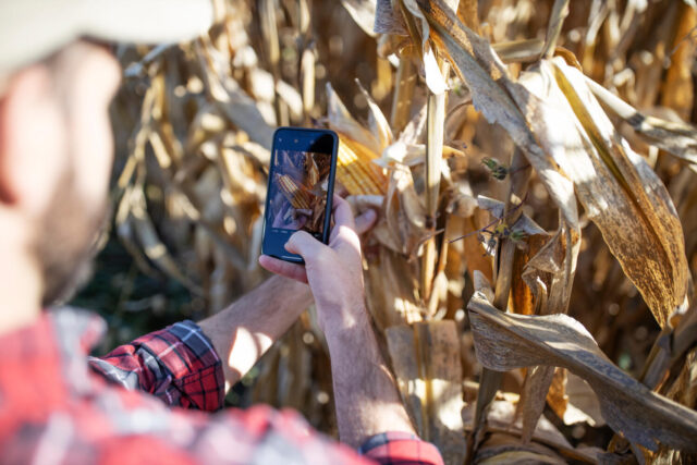 farmer_reviewing_data_in_a_cornfield_1