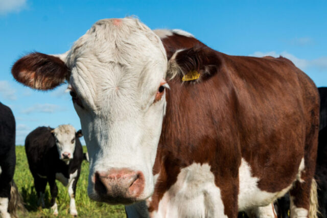 la-ganaderia-de-carne-scaled-1-696x464 Apoyo ruralista a la eliminación del peso mínimo de faena