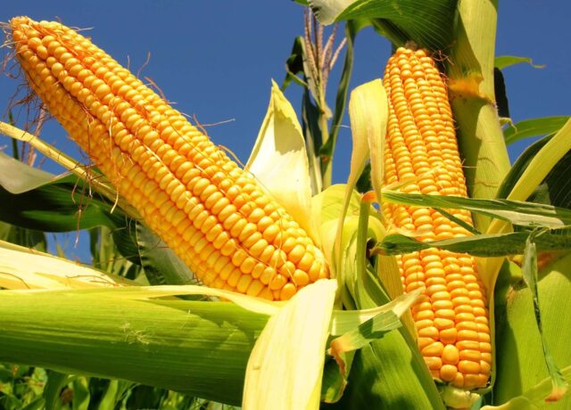maiz_cultivo-region-nucleo “Se ven sembradoras por todos lados, en 10 días se termina todo el maíz”