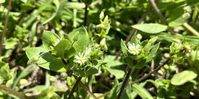 malezas-potencia-rindes-campo