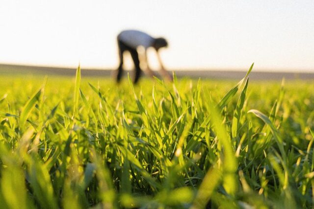 propuestas-biologicas-cereales-cultivos-productivos Propuesta biológica para cereales de invierno: Tecnología viva al servicio de cultivos más sanos y productivos