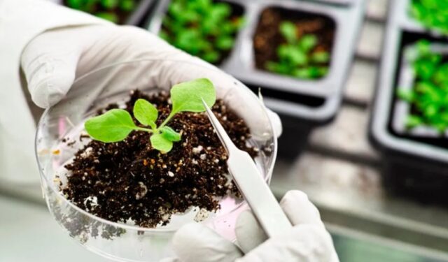 bioinsumos-1 Bioinsumos: un nuevo marco regulatorio abre la oportunidad para el despegue del mercado