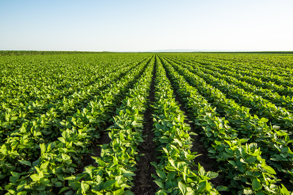 manejo-ferti-4 Manejo de la fertilidad del suelo y nutrición de cultivos para potenciar la productividad agrícola