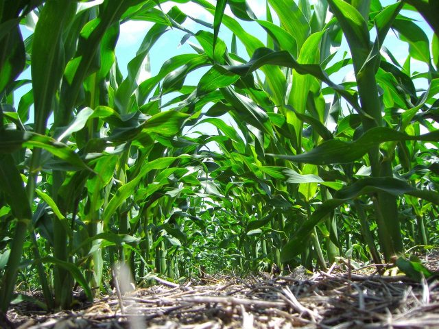 nanotecnologia-preservar-ambiente.jpg-ambiente Nanotecnología: ¿cómo reducir costos y preservar el ambiente en la era de fertilizantes al alza?