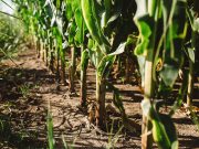 Con siembra variable, el maíz pudo sortear los suelos arcillosos Con siembra variable, el maíz pudo sortear los suelos arcillosos