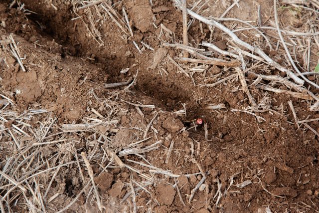 Siembras de calidad: recomendaciones de productores de sur a norte