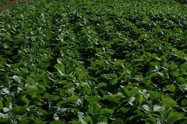 soja-inteligente La nutrición inteligente en soja, clave para reducir brechas y mejorar la calidad del grano