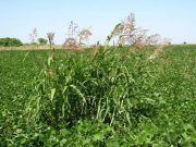 El fin del Sorgo de Alepo El fin del Sorgo de Alepo