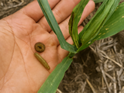 Innovación en insecticidas: nuevo modo de acción para el manejo de lepidópteros en maíz y soja Innovación en insecticidas: nuevo modo de acción para el manejo de lepidópteros en maíz y soja