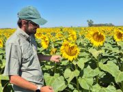 El girasol demostró ser la mejor decisión en el sureste cordobés El girasol demostró ser la mejor decisión en el sureste cordobés