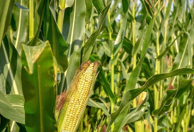 Maiz-Tardio Spiroplasma en retirada y perspectivas excelentes para el Maíz tardío