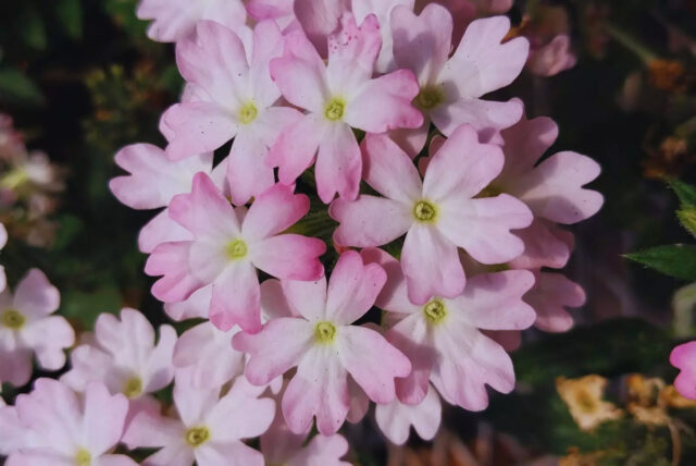 Presentan tres nuevas variedades de plantas de exterior