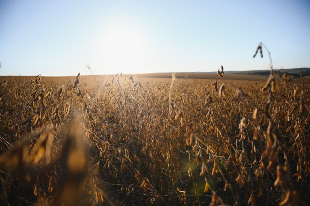 Soybean lit by sunrays. Selective focus on detail. La Segunda Seguros participa de un seguro agrícola inédito en el país, impulsado por la Provincia de Córdoba