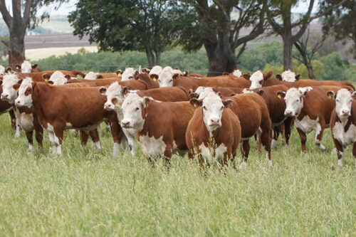 pasturas-26-2 Mayor nutrición para una ganadería de alta producción