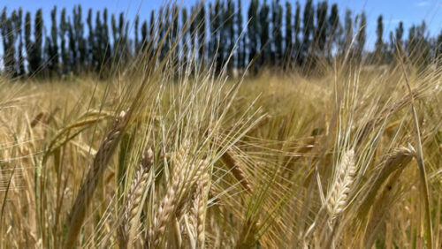 unnamed (1).jpg Afinando los números de la fina: la nutrición define el potencial del trigo y la cebada