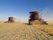 La actividad de la cadena agropecuaria recuperó dinamismo en mayo y quedó cerca de su máximo histórico La actividad de la cadena agropecuaria recuperó dinamismo en mayo y quedó cerca de su máximo histórico
