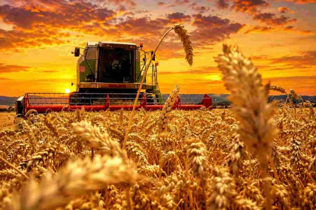 Todavía resta comprometer el 30% de la cosecha de trigo