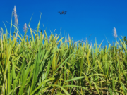 Utilizan tecnología satelital y LiDAR para mejorar el manejo del cultivo Utilizan tecnología satelital y LiDAR para mejorar el manejo del cultivo