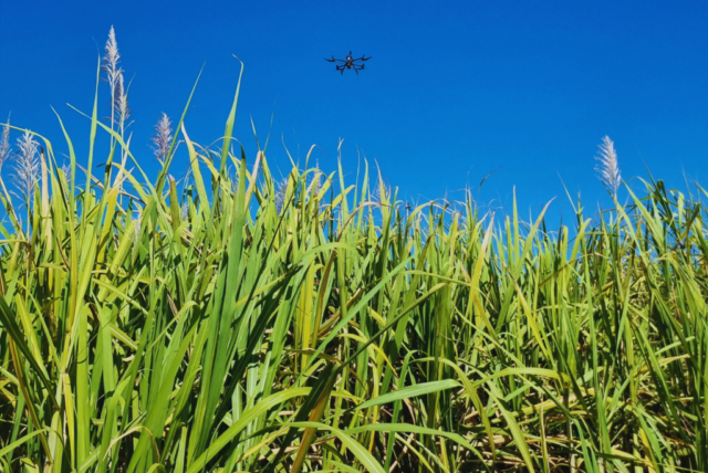 Utilizan tecnología satelital y LiDAR para mejorar el manejo del cultivo