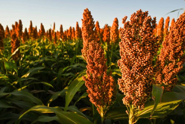 Sorgo-1 Sorgo 2026/27: una campaña para recuperar rendimientos y aumentar el valor de la producción