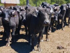Corrientes pone a prueba el potencial productivo de los búfalos Corrientes pone a prueba el potencial productivo de los búfalos