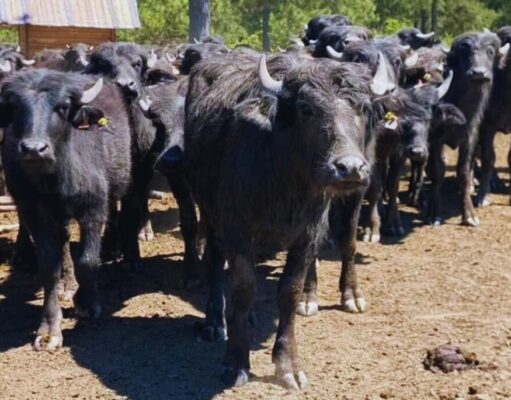 Corrientes pone a prueba el potencial productivo de los búfalos Corrientes pone a prueba el potencial productivo de los búfalos