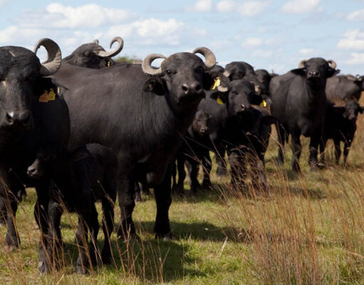 Corrientes expuso su potencial bubalino y busca el agregado de valor Corrientes expuso su potencial bubalino y busca el agregado de valor