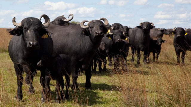 bufalos-nea Corrientes expuso su potencial bubalino y busca el agregado de valor