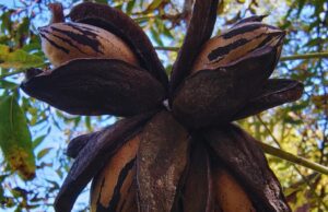 Verifican la identidad de los cultivares de pecán Con pruebas de ADN, verifican la identidad de los cultivares de pecán