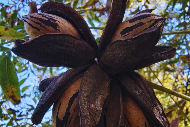 Con pruebas de ADN, verifican la identidad de los cultivares de pecán